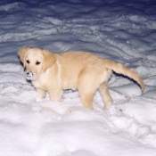 Photo de Golden retriever