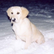 Photo de Golden retriever