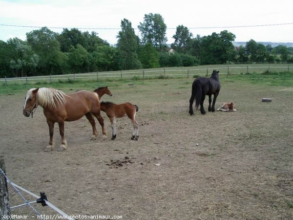 Photo de Races diffrentes