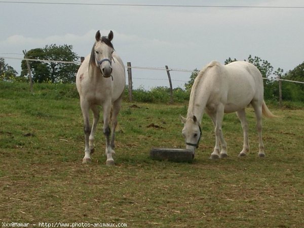 Photo de Races diffrentes