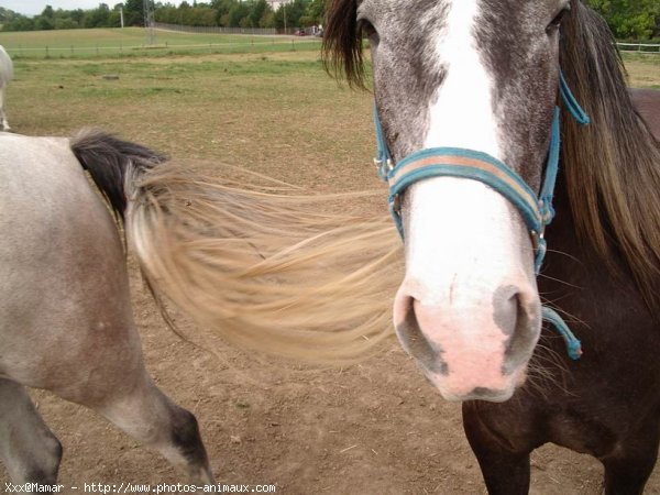 Photo de Races diffrentes