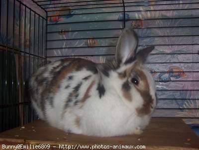 Photo de Lapin