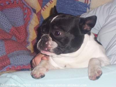 Photo de Bouledogue franais