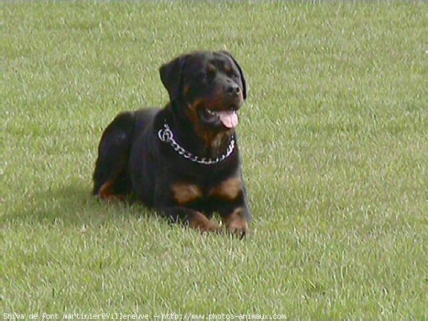 Photo de Rottweiler