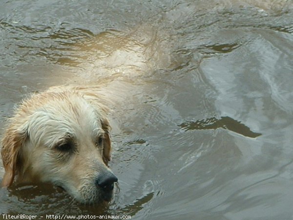 Photo de Golden retriever