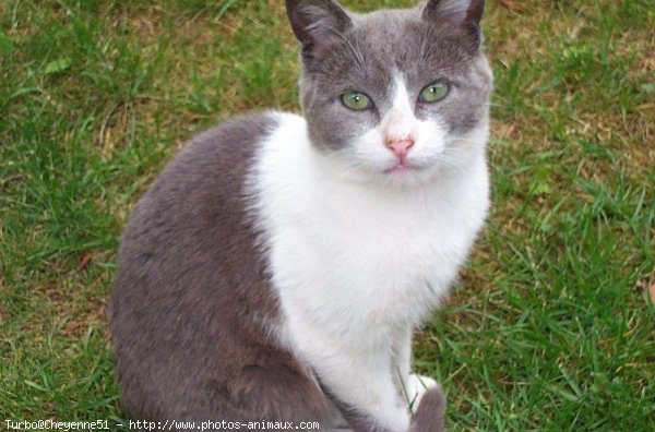 Photo de Chat domestique