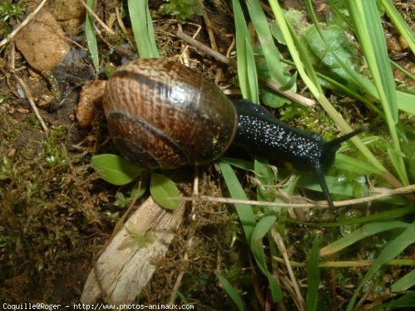 Photo d'Escargot