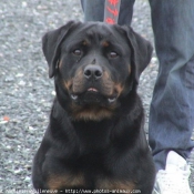 Photo de Rottweiler