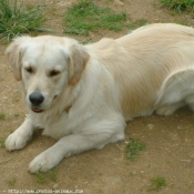 Photo de Golden retriever