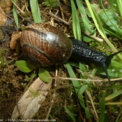 Photo d'Escargot