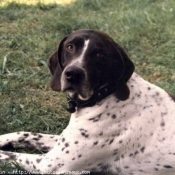 Photo de Braque allemand  poil court