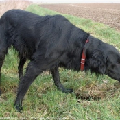 Photo de Retriever  poil plat