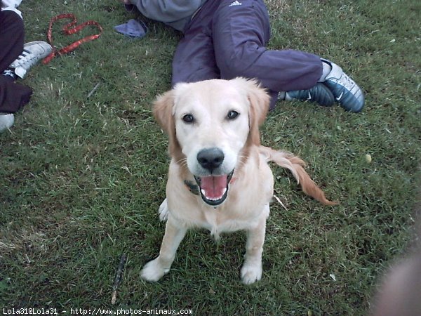 Photo de Golden retriever