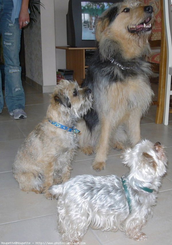 Photo de Yorkshire terrier