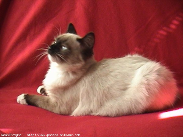 Photo de Ragdoll