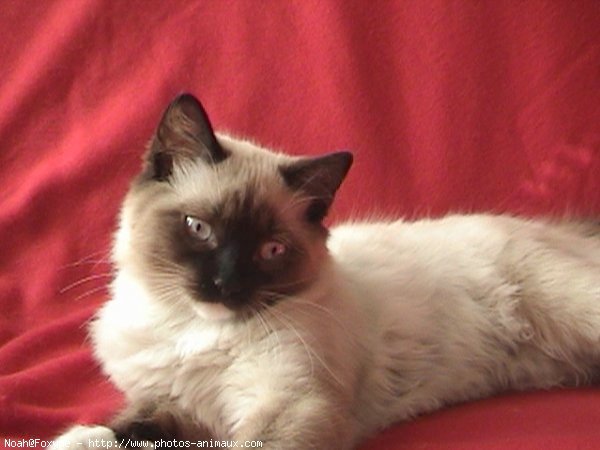 Photo de Ragdoll