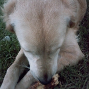 Photo de Golden retriever