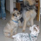 Photo de Yorkshire terrier