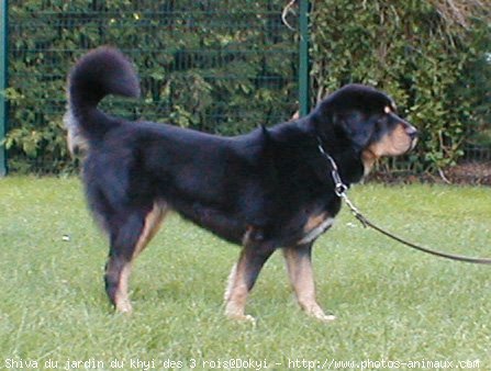 Photo de Dogue du tibet