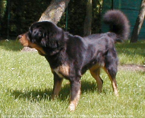 Photo de Dogue du tibet