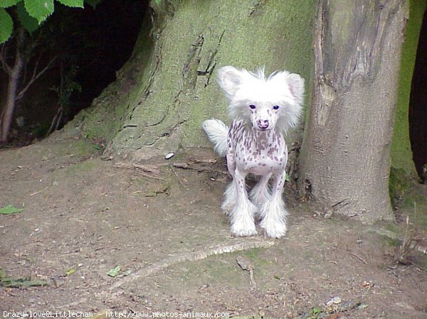 Photo de Chien chinois nu  crte