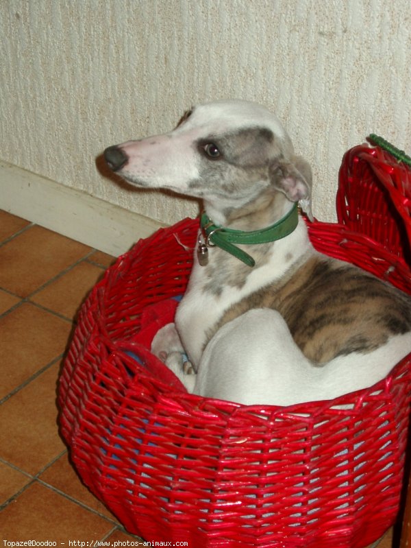 Photo de Whippet