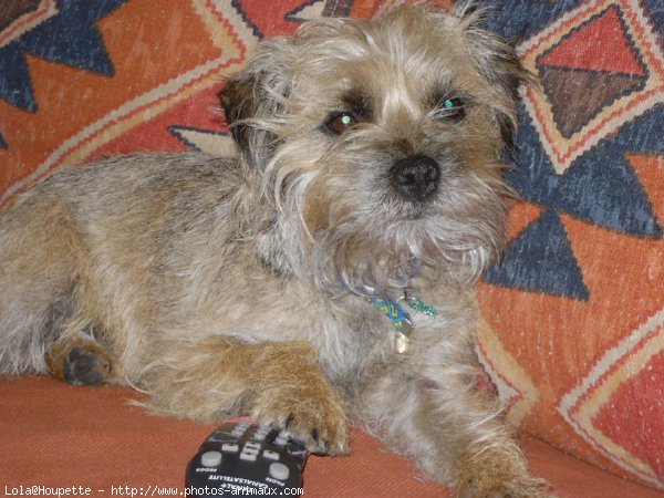 Photo de Border terrier