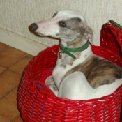 Photo de Whippet