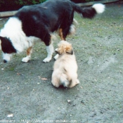 Photo de Races diffrentes