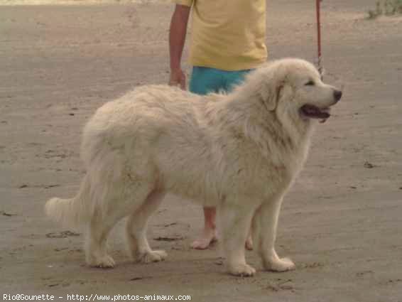 Photo de Chien de montagne des pyrnes