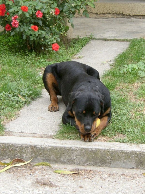 Photo de Rottweiler