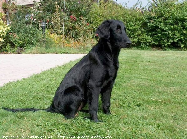 Photo de Retriever  poil plat