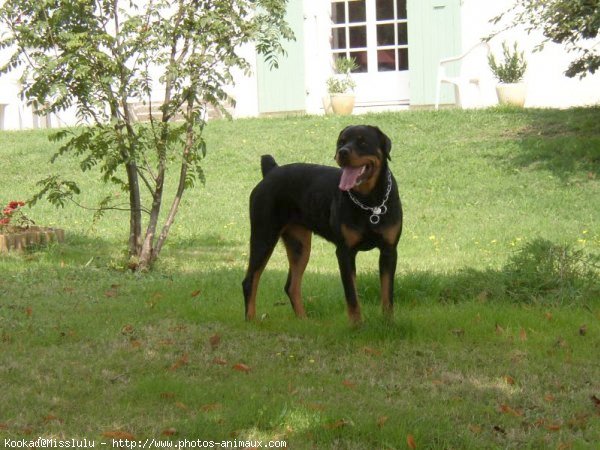 Photo de Rottweiler