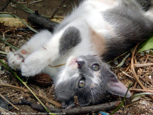 Photo de Chat domestique