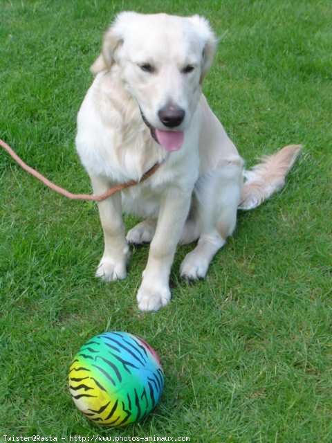 Photo de Golden retriever