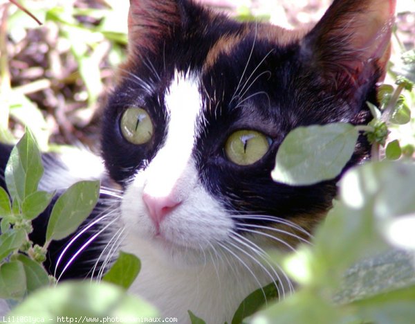 Photo de Chat domestique