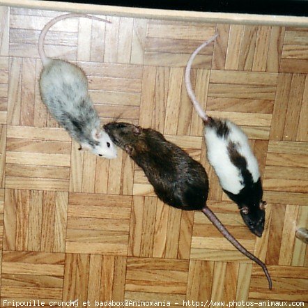 Photo de Rat