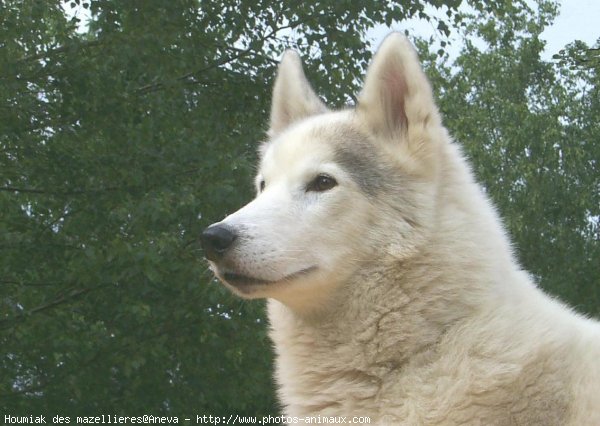 Photo de Husky siberien