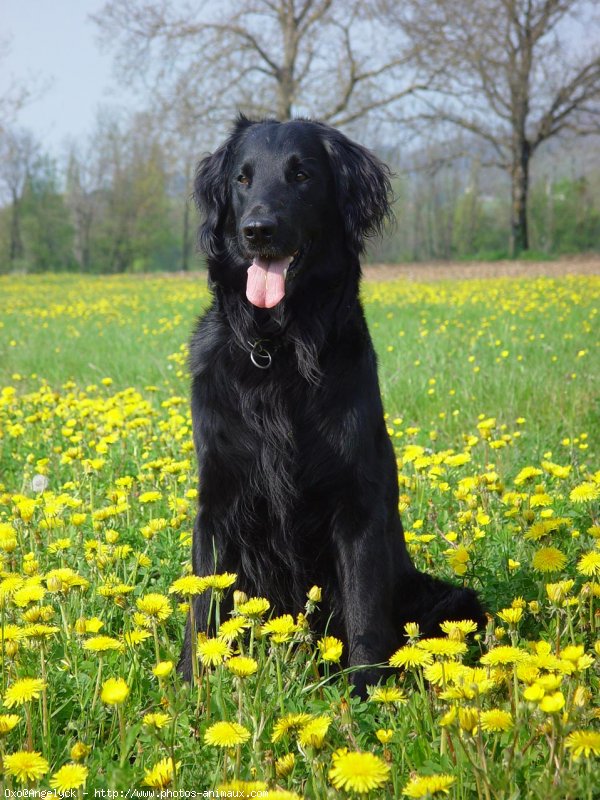 Photo de Retriever  poil plat