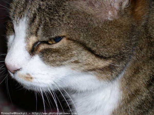 Photo de Chat domestique