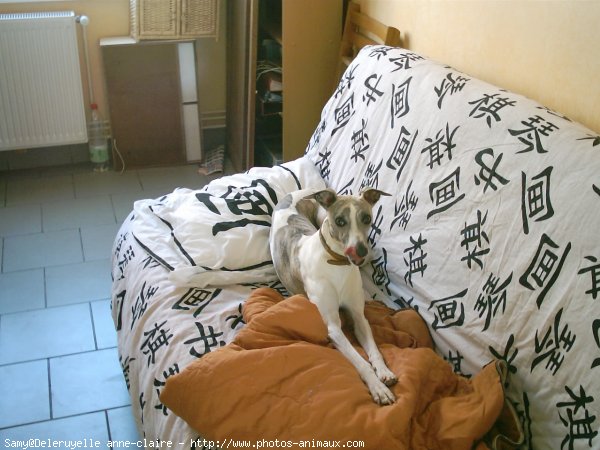 Photo de Whippet