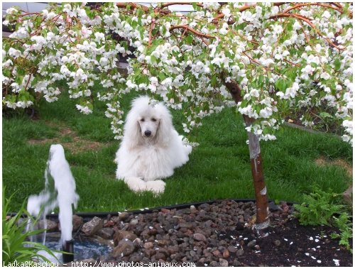 Photo de Caniche moyen