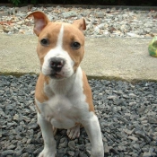 Photo d'American staffordshire terrier