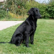 Photo de Retriever  poil plat