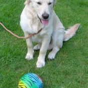 Photo de Golden retriever