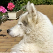 Photo de Husky siberien