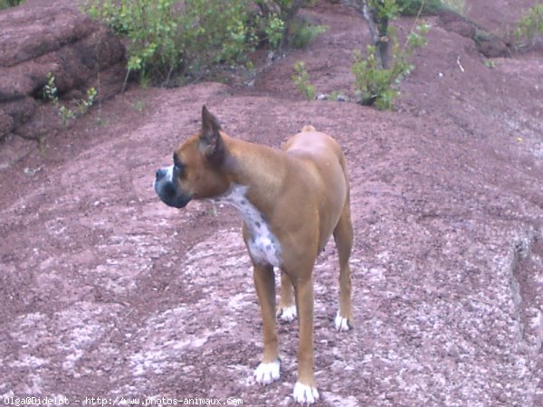 Photo de Boxer