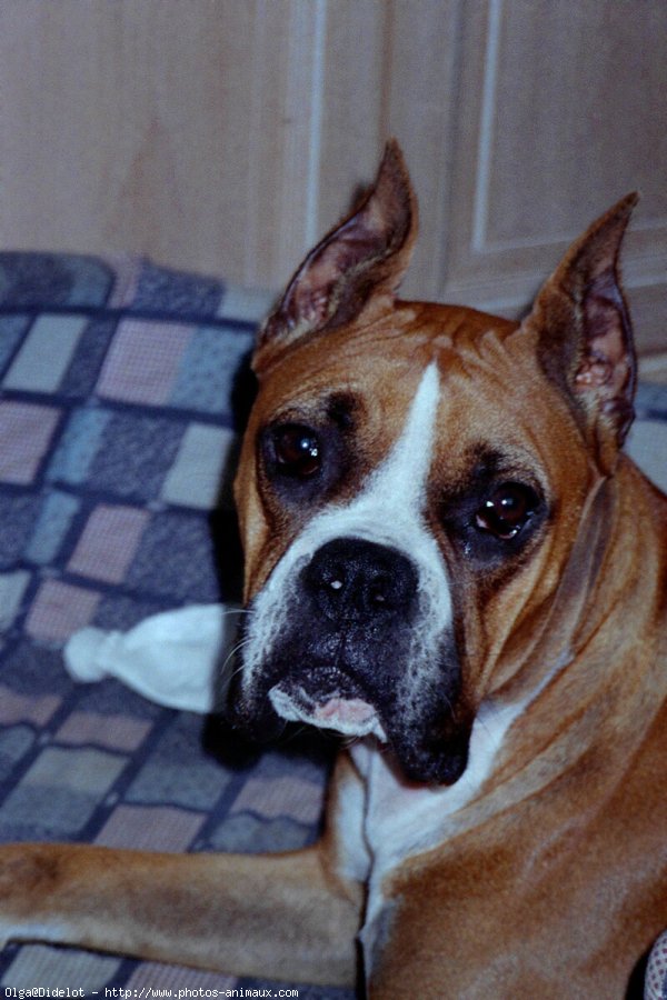 Photo de Boxer