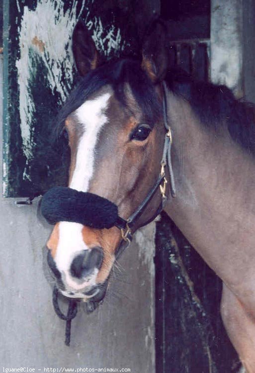 Photo de Poney franais de selle