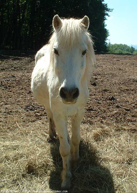 Photo de Shetland